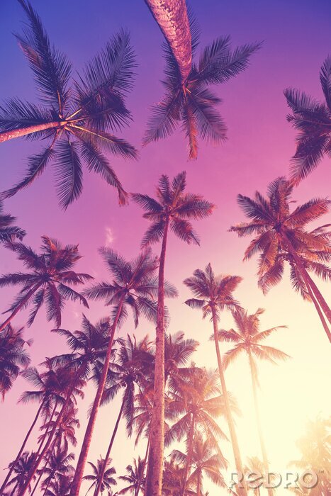 Poster Palmen und untergehende Sonne