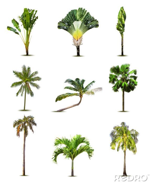 Poster Palmen verschiedene Arten auf weißem Hintergrund