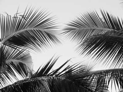 Poster Palmenblätter am Himmel