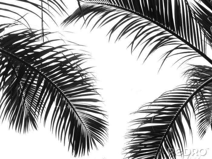 Poster Palmenblätter auf weißem Hintergrund