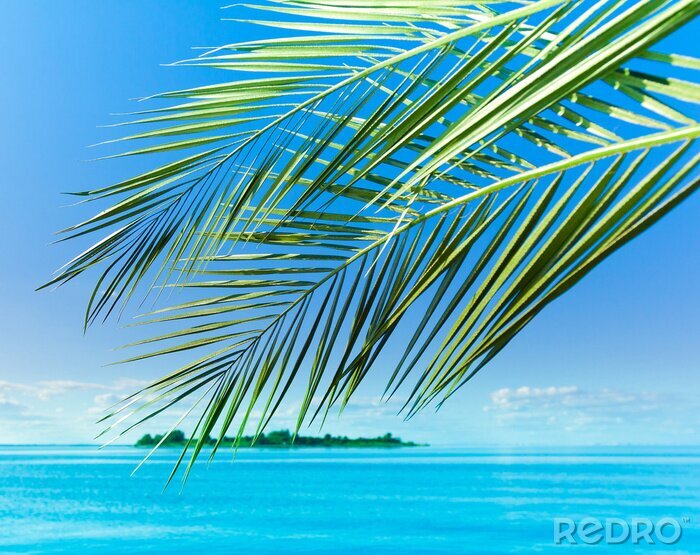 Poster Palmenblätter in der Meereslandschaft