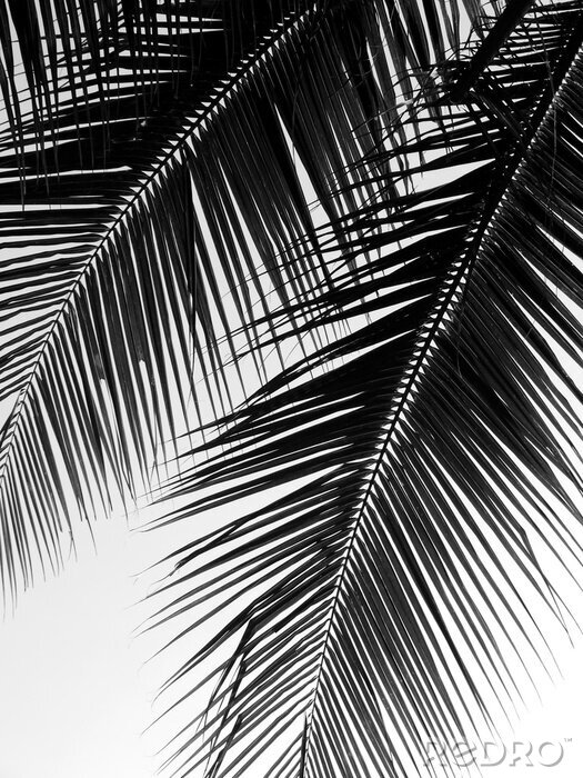 Poster Palmenblätter in Schwarz-Weiß