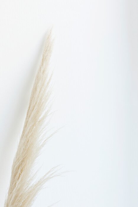 Poster Pampasgras an einer weiße Wand