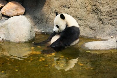 Panda 3d im Wasser sitzend