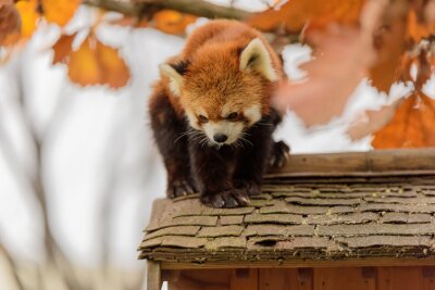 Poster Panda auf dem Dach im Herbst