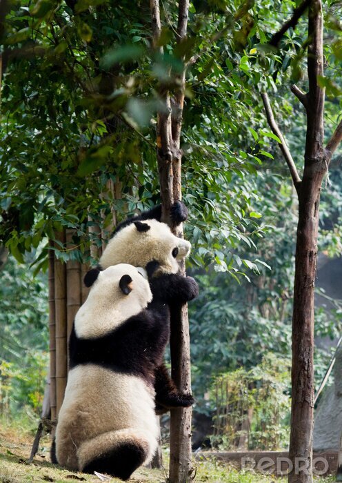 Poster Panda klettert auf den Baum