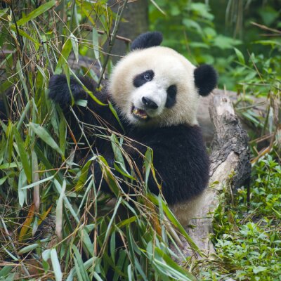 Panda und Bambus