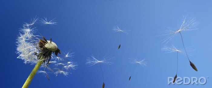 Poster Panorama des Himmels und der Pusteblume