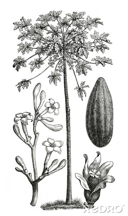 Poster Papayabaum Illustration aus dem Naturatlas