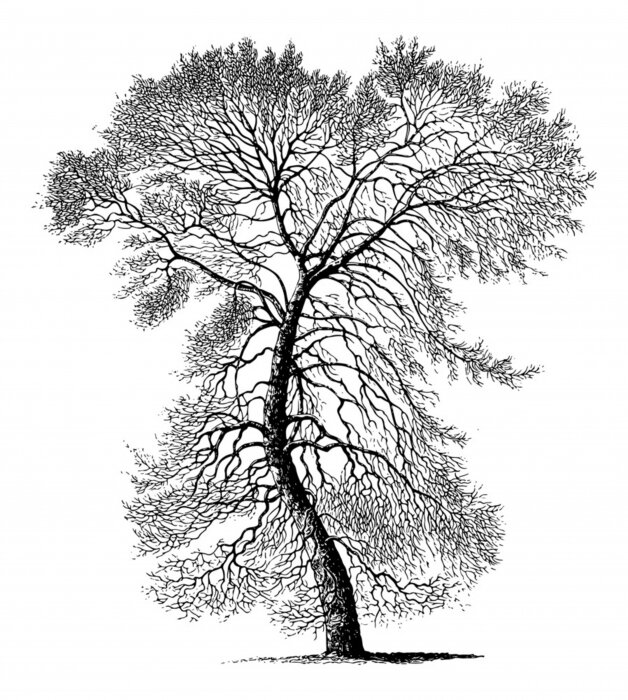 Poster Pappel schwarze Grafik im Skizze-Stil