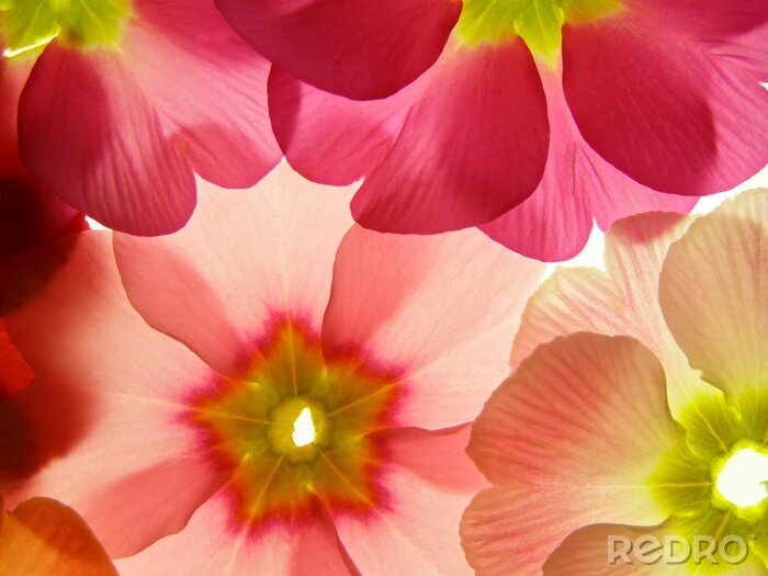 Poster Pastellfarbene Blütenblätter