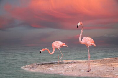Poster Pastellfarbene Flamingos am Wasser