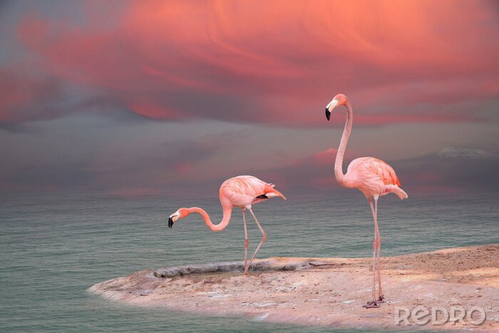Poster Pastellfarbene Flamingos am Wasser