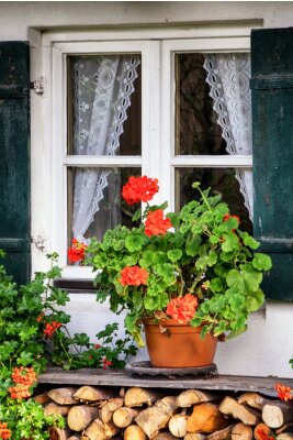 Pelargonien vor dem fenster