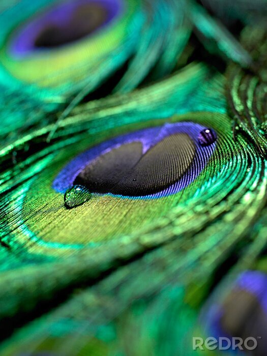 Poster Pfauenauge in Makroskala