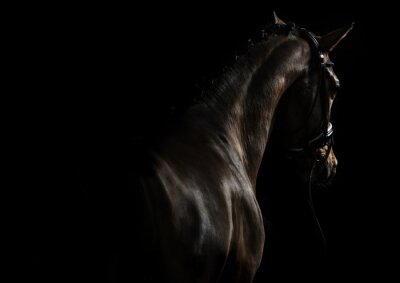 Poster Pferd auf schwarzem Hintergrund