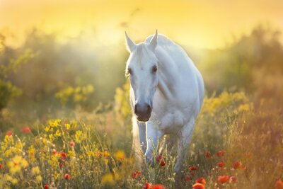 Poster Pferd bei Sonnenuntergang