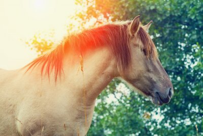Poster Pferd im Sonnenschein