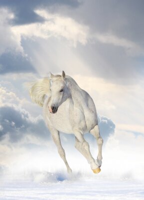 Pferd in den wolken
