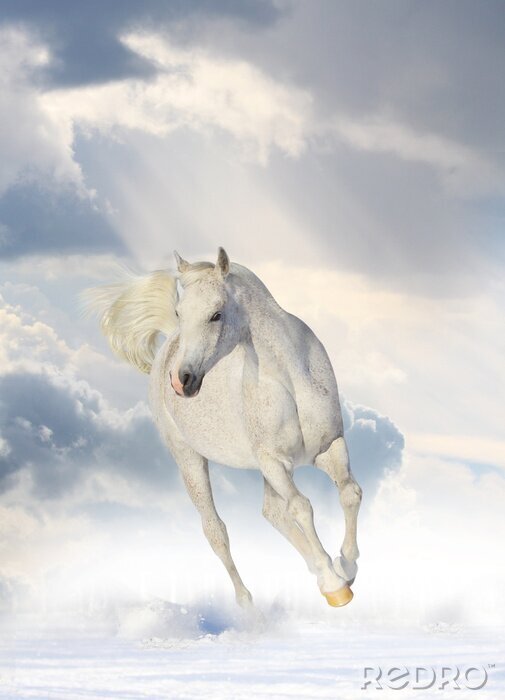 Poster Pferd in den wolken