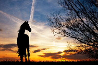 Poster Pferd in der untergehenden Sonne