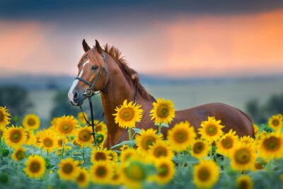 Pferd inmitten von Sonnenblumen