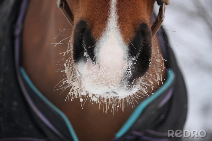 Poster Pferd mit einer verschneiten Schnauze
