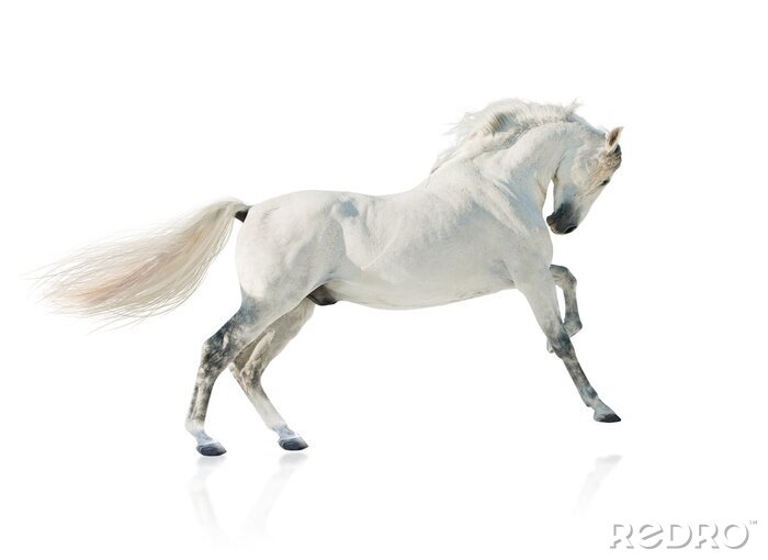 Poster Pferd mit erhöhtem bein