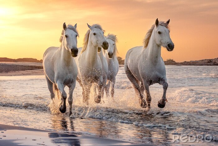 Poster Pferde am Strand