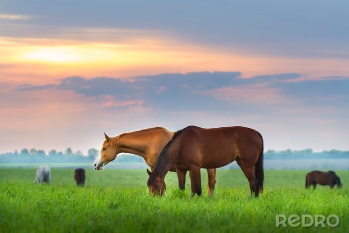Poster Pferde auf einer Wiese am Morgen
