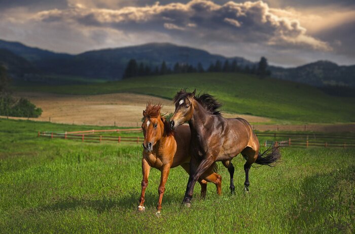 Poster Pferde im Galopp vor dem Hintergrund der Berge