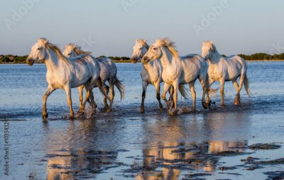 Poster Pferde im Wasser im Sonnenschein