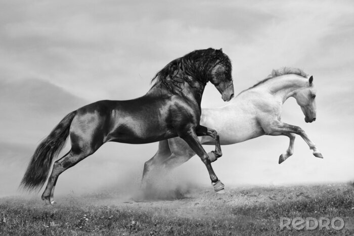 Poster Pferde in schwarz-weiß