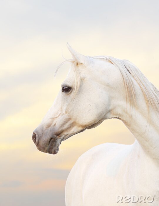 Poster Pferde rosa aura