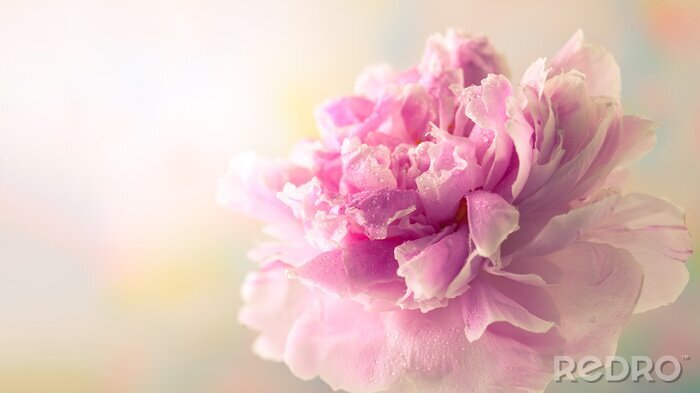 Poster Pfingstrose auf buntem Hintergrund