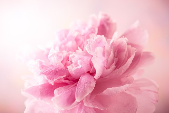 Poster Pfingstrose auf rosa Hintergrund