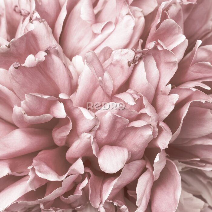 Poster Pfingstrose rosa Blüten aus nächster Nähe