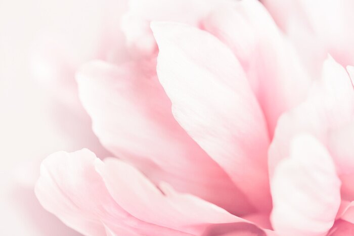 Poster Pfingstrose Zartheit der Blütenblätter