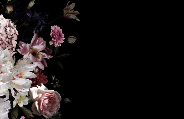 Poster Pfingstrosen in der Dunkelheit des umgeben Schwarzes