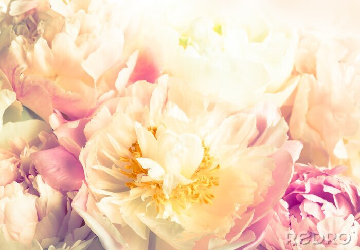 Poster Pfingstrosen in der Sonne