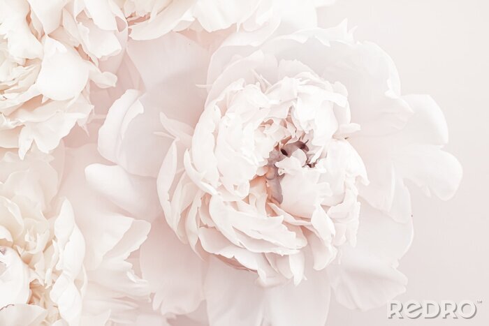 Poster Pfingstrosen in Pastellfarben