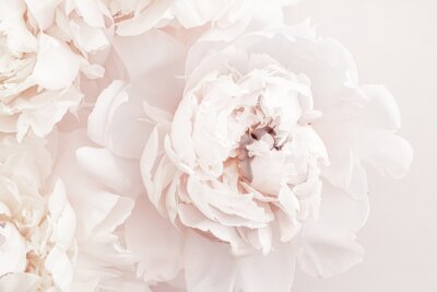 Fototapete Pfingstrosen in Pastellfarben