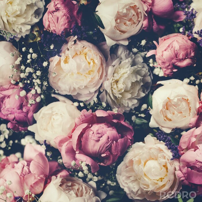 Poster Pfingstrosen mit Schleierkraut auf dunklem Hintergrund