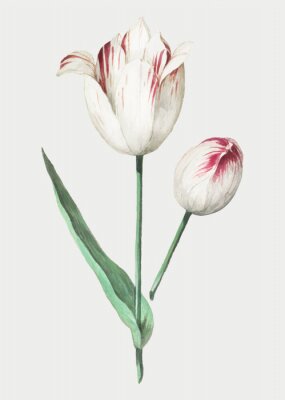 Poster Pflanze Blüten der rot-weißen Tulpe