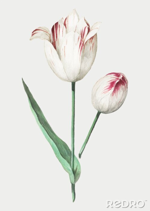 Poster Pflanze Blüten der rot-weißen Tulpe