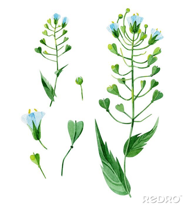 Poster Pflanze Gewöhnliches Hirtentäschel Stängel Blätter und Blüten