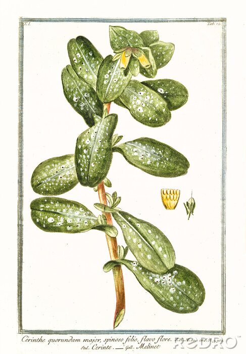 Poster Pflanze mit gesprenkelten Blättern Retro-Zeichnung
