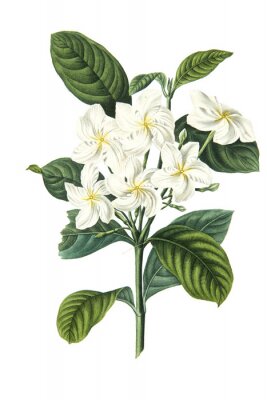 Poster Pflanze mit hellen Blüten und großen Blättern