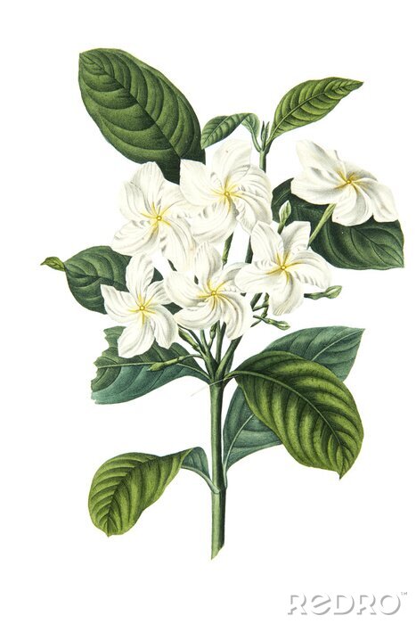 Poster Pflanze mit hellen Blüten und großen Blättern