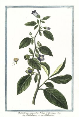 Poster Pflanze mit violetten Blumen Illustration aus dem Atlas